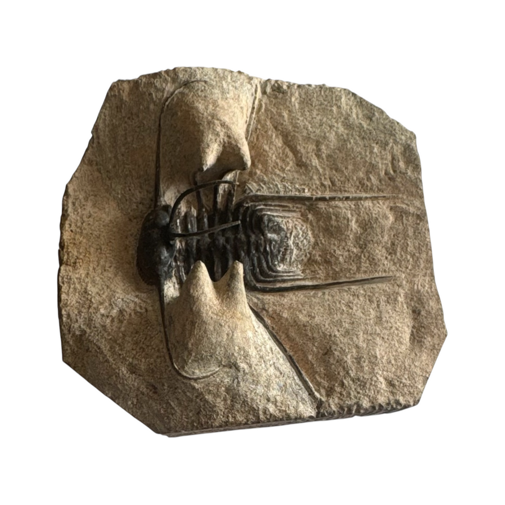 Odontopleurid Trilobite