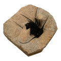 Odontopleurid Trilobite