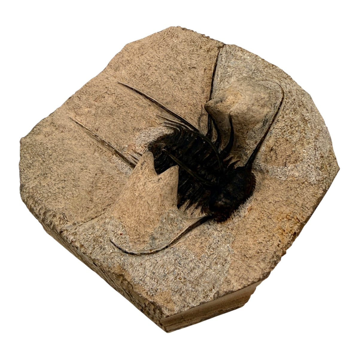 Odontopleurid Trilobite