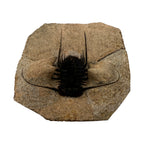 Odontopleurid Trilobite