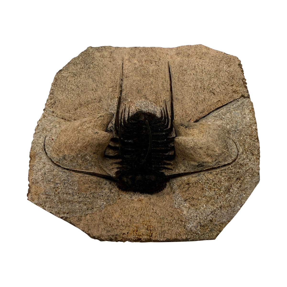 Odontopleurid Trilobite