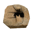Odontopleurid Trilobite