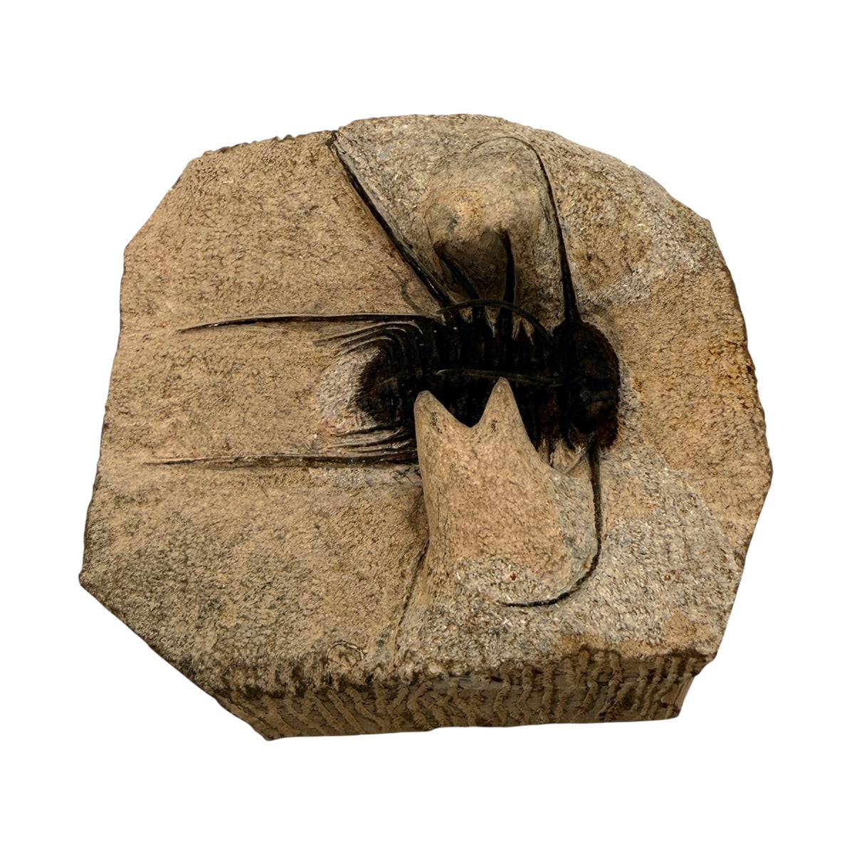 Odontopleurid Trilobite