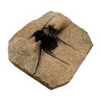 Odontopleurid Trilobite
