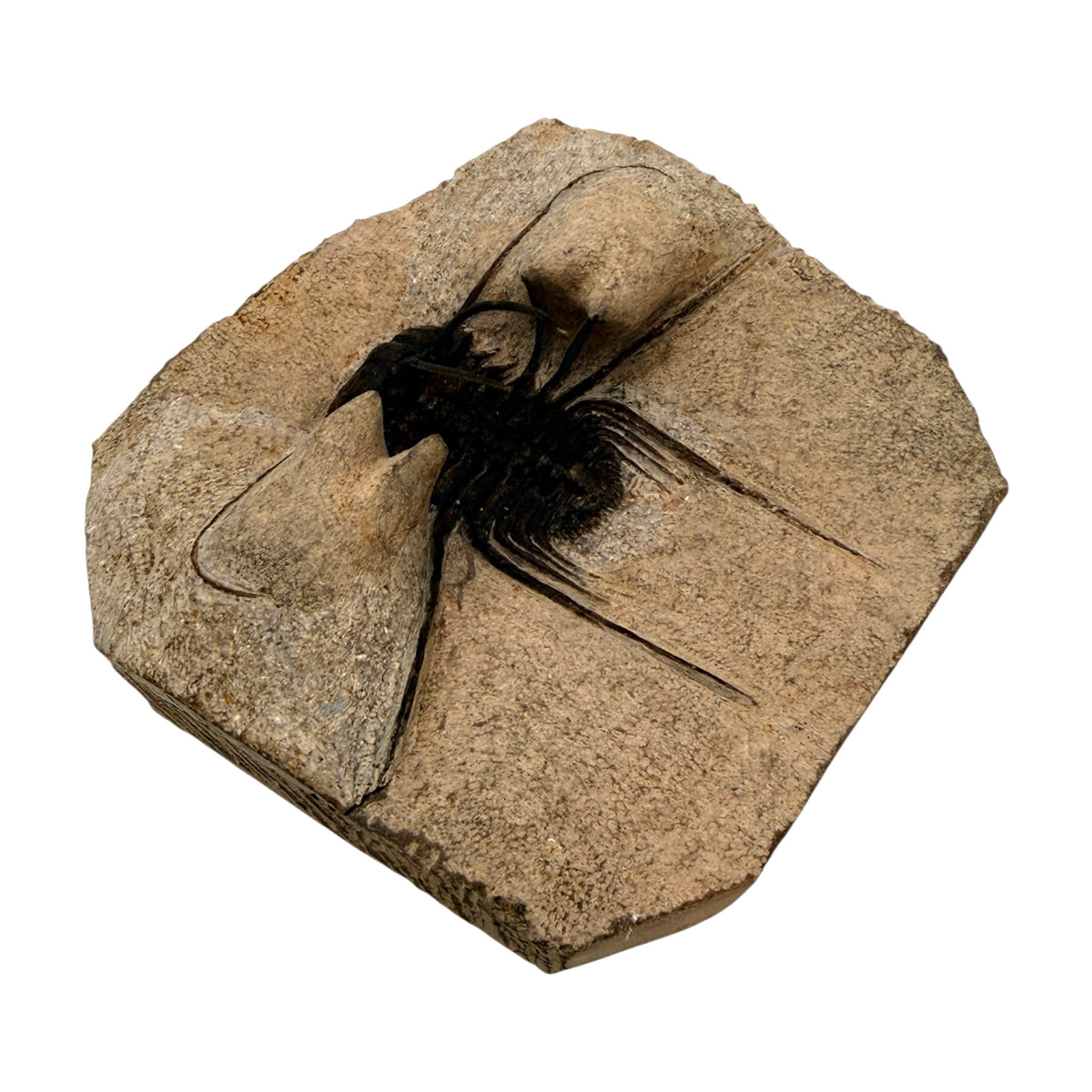 Odontopleurid Trilobite