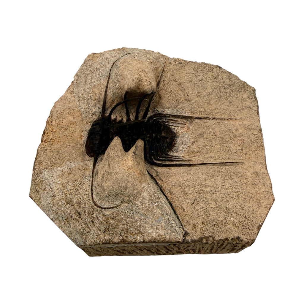 Odontopleurid Trilobite