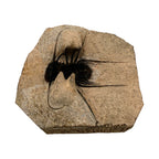 Odontopleurid Trilobite