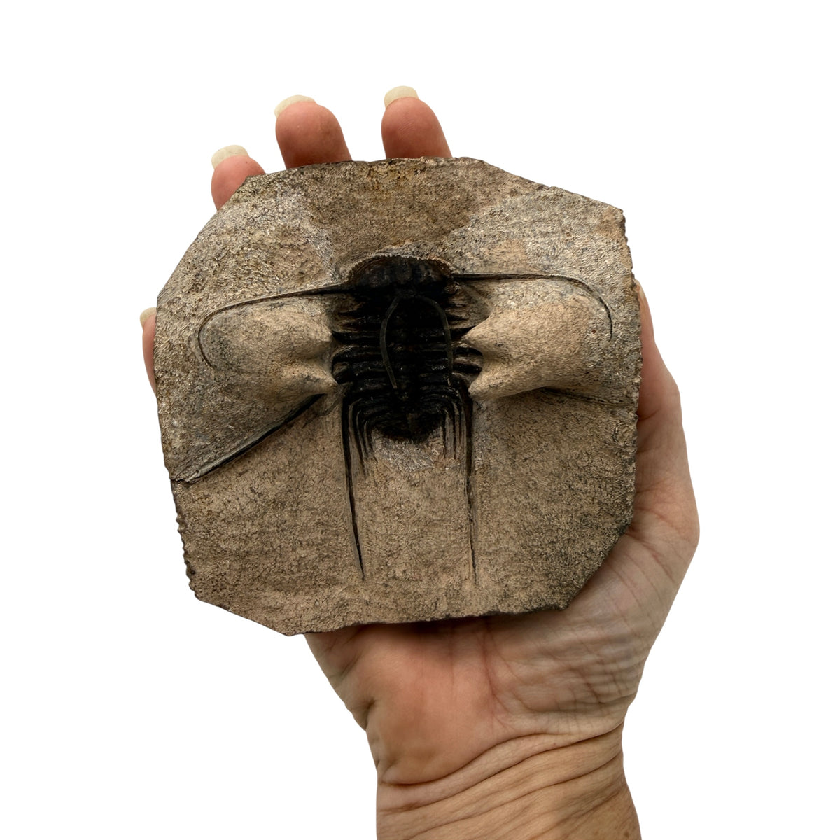 Odontopleurid Trilobite