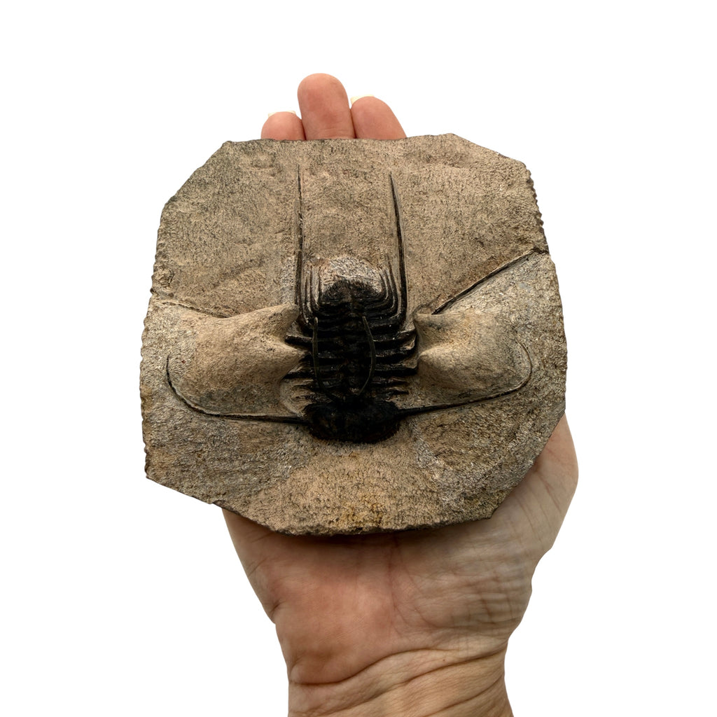 Odontopleurid Trilobite