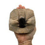 Odontopleurid Trilobite