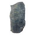 Ogygiocarella angustissima Trilobite