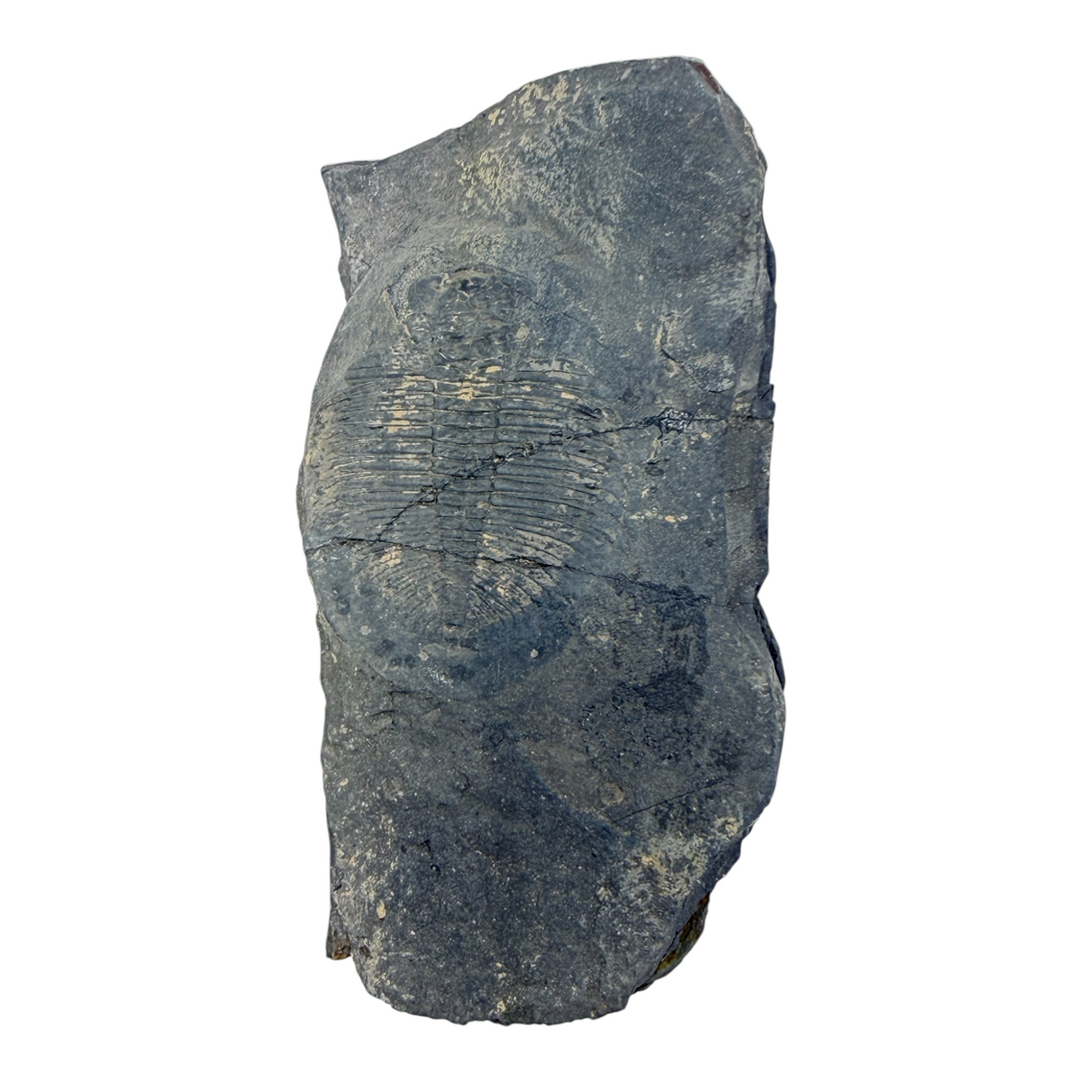 Ogygiocarella angustissima Trilobite