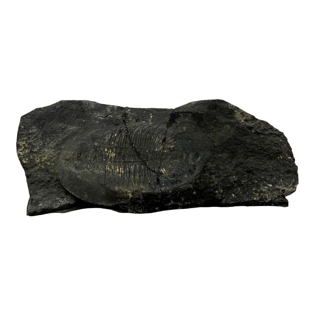 Ogygiocarella angustissima Trilobite