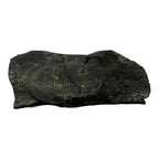 Ogygiocarella angustissima Trilobite