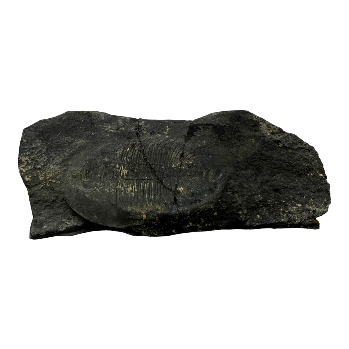 Ogygiocarella angustissima Trilobite