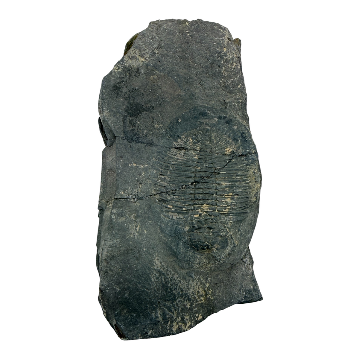 Ogygiocarella angustissima Trilobite