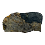 Ogygiocarella angustissima Trilobite