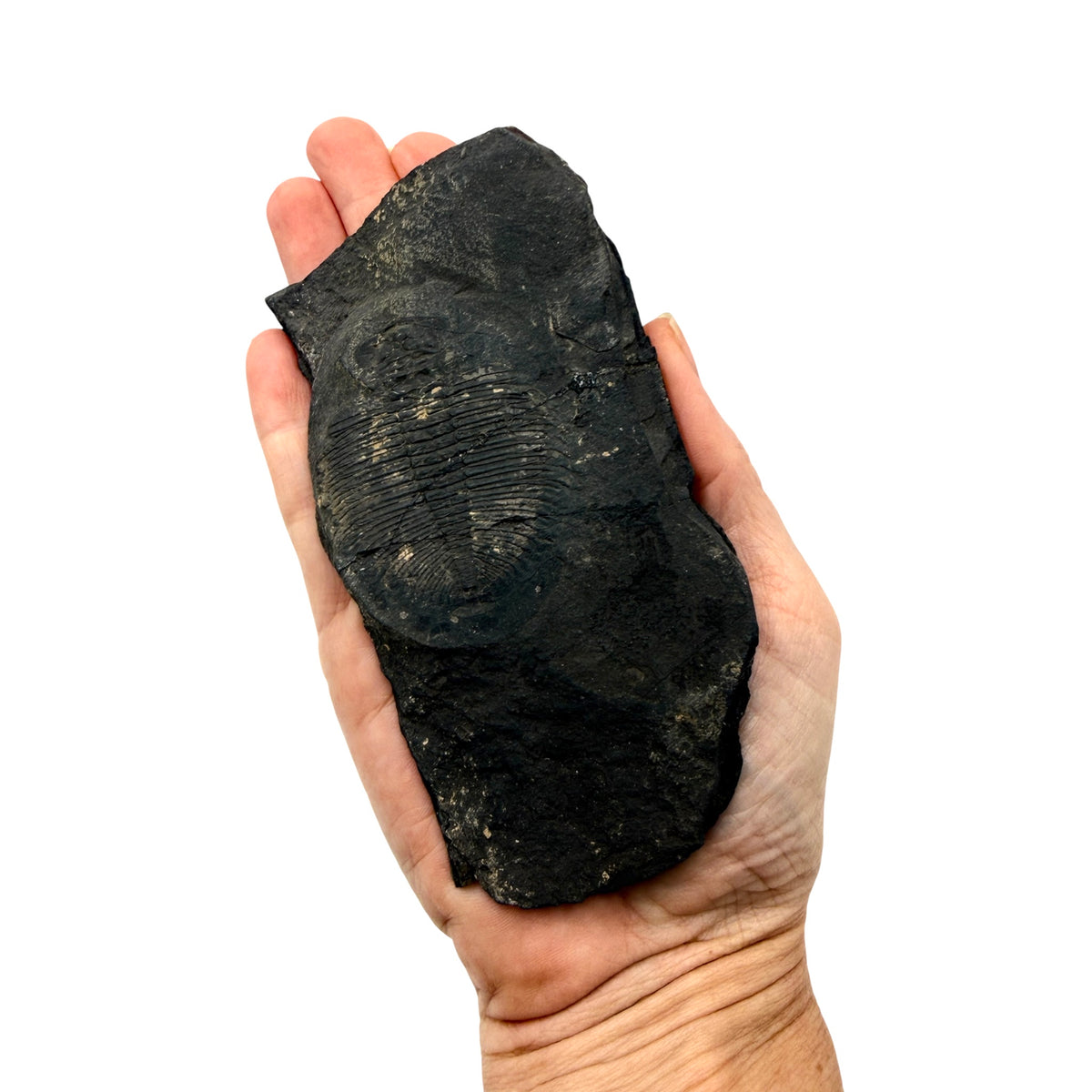 Ogygiocarella angustissima Trilobite