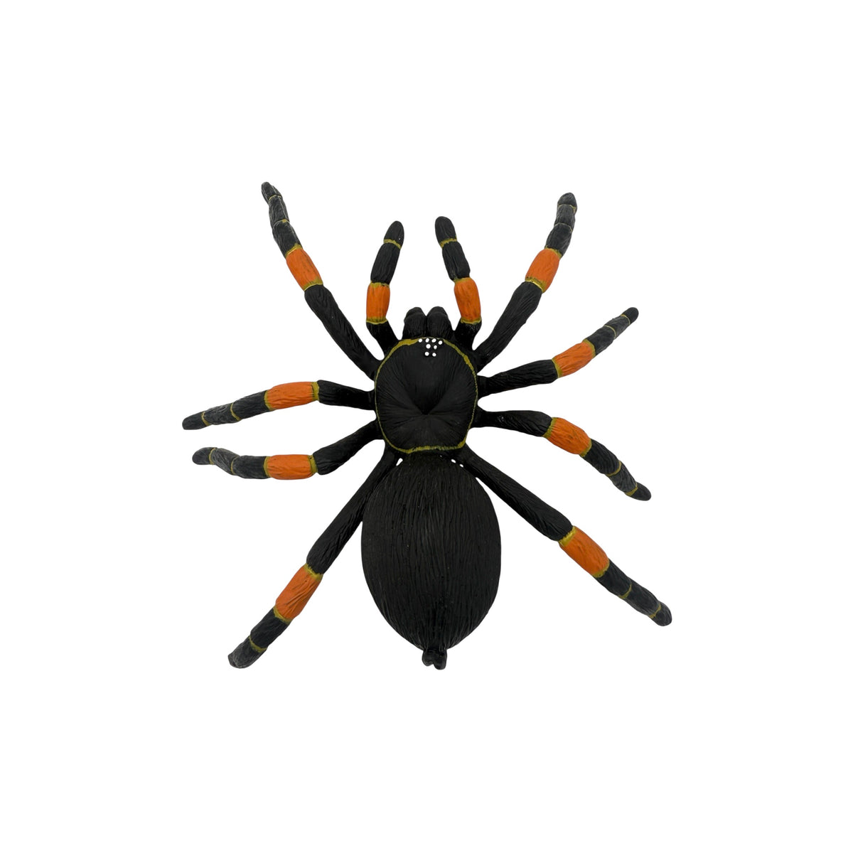 Orange-Kneed Tarantula (Safari)