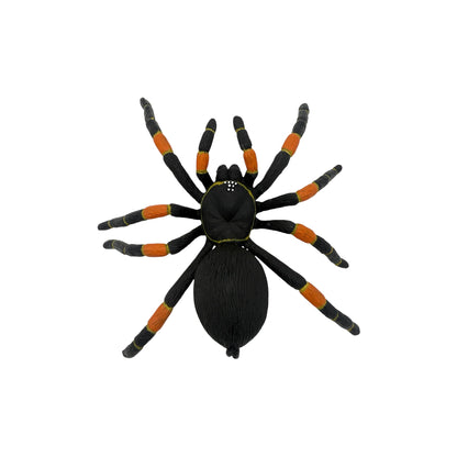 Orange-Kneed Tarantula (Safari)