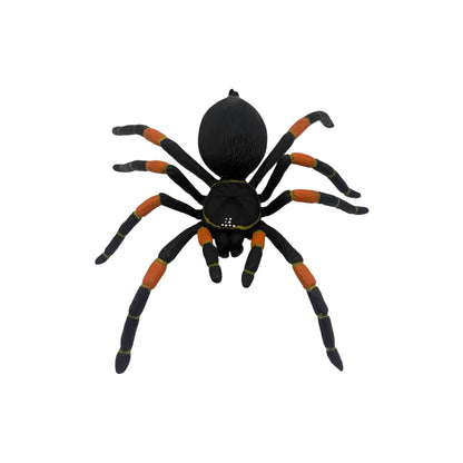 Orange-Kneed Tarantula (Safari)
