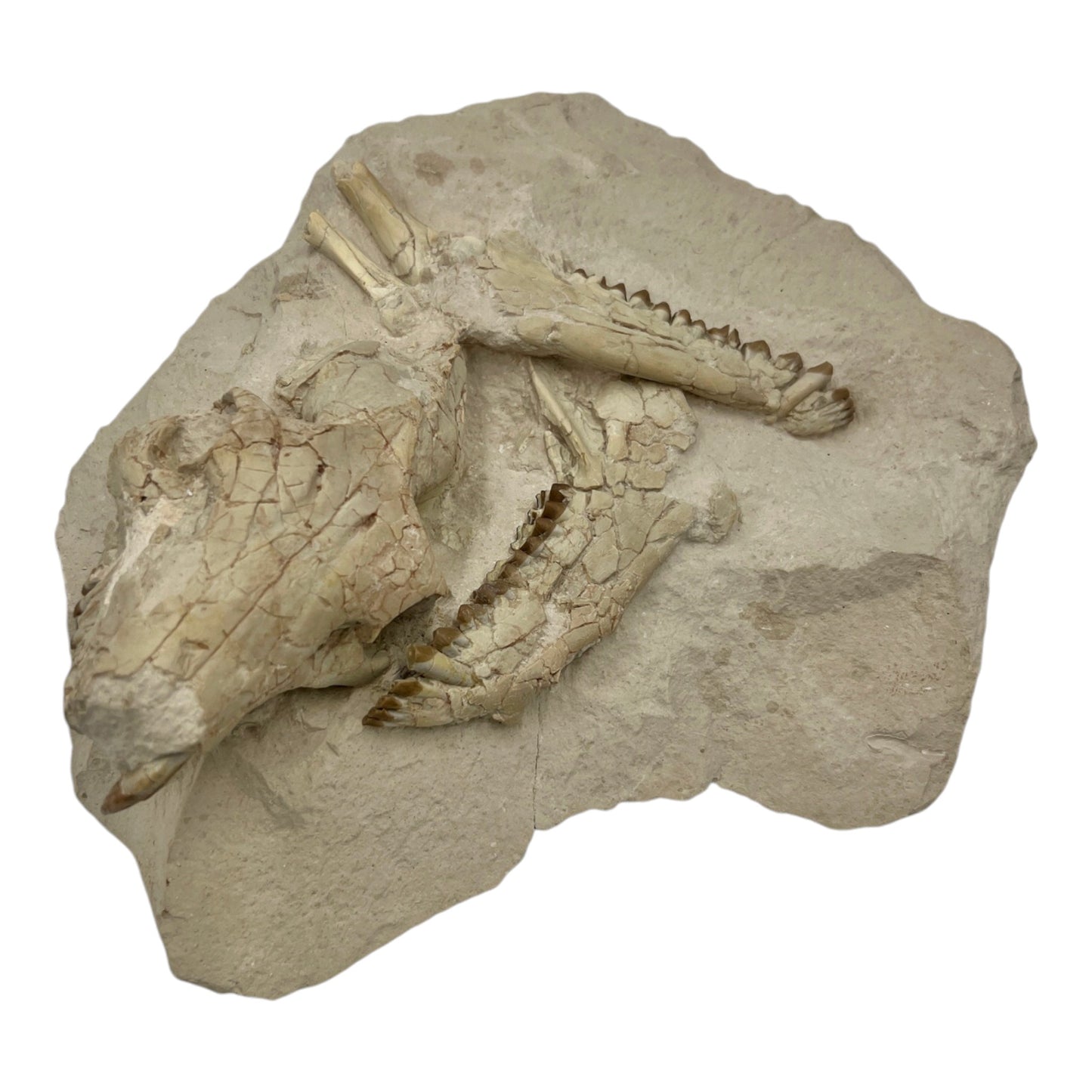 Fossil Oreodont