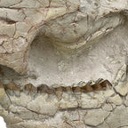 Fossil Oreodont