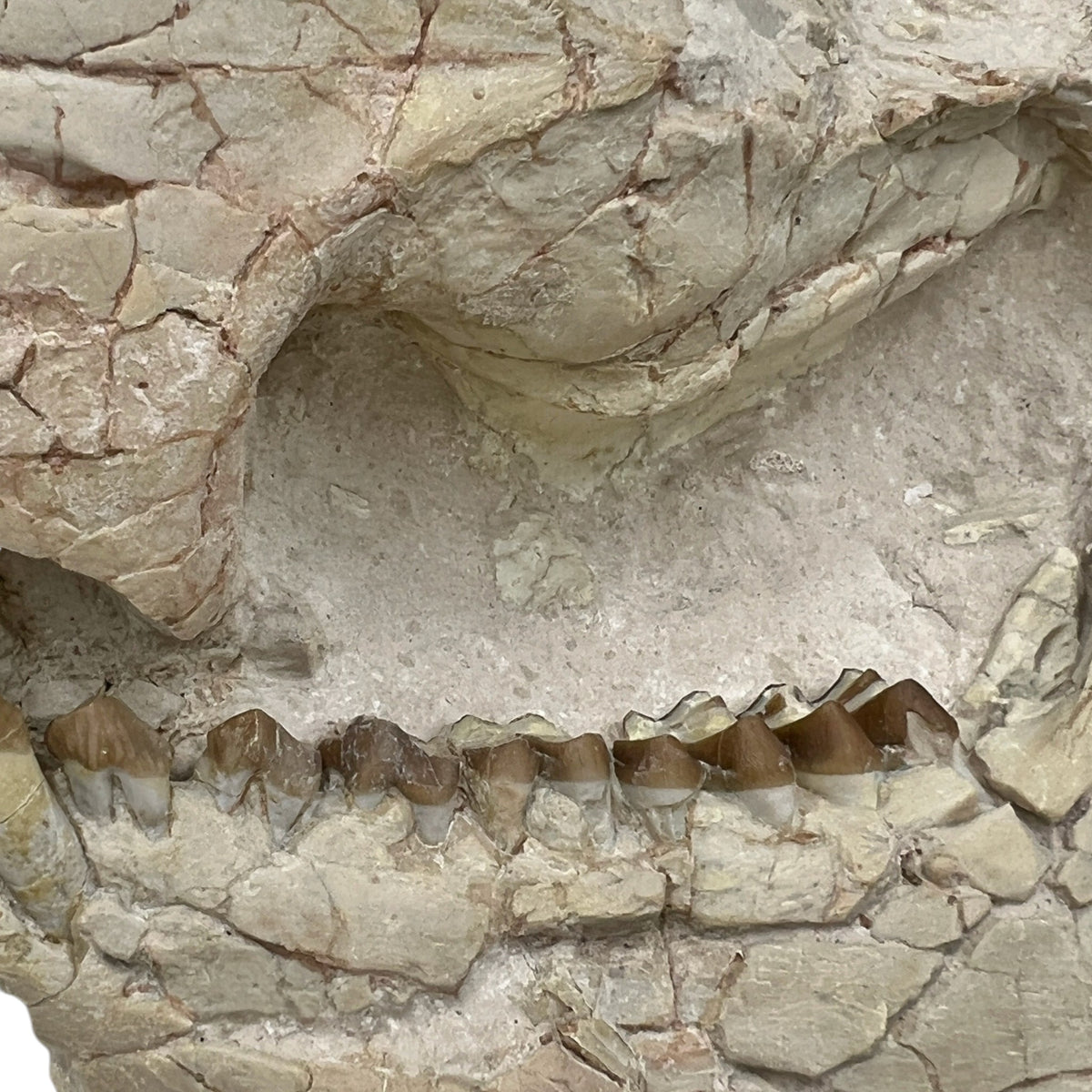 Fossil Oreodont