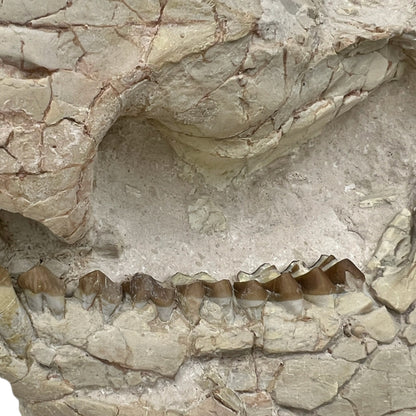 Fossil Oreodont