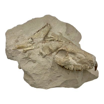 Fossil Oreodont