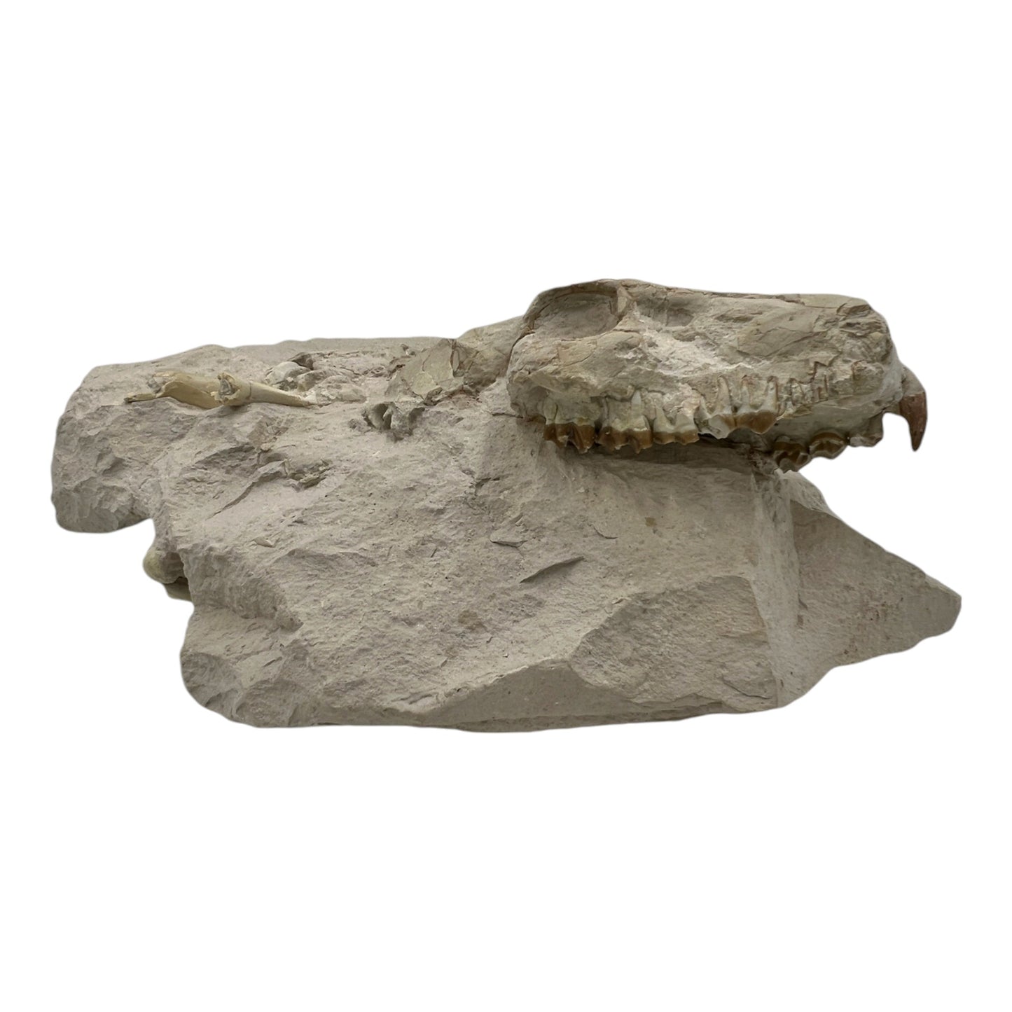 Fossil Oreodont