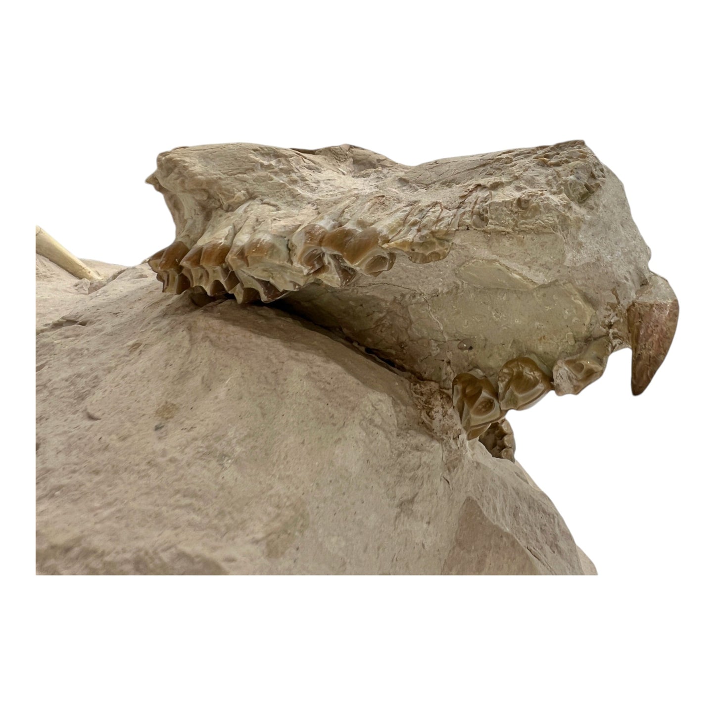 Fossil Oreodont