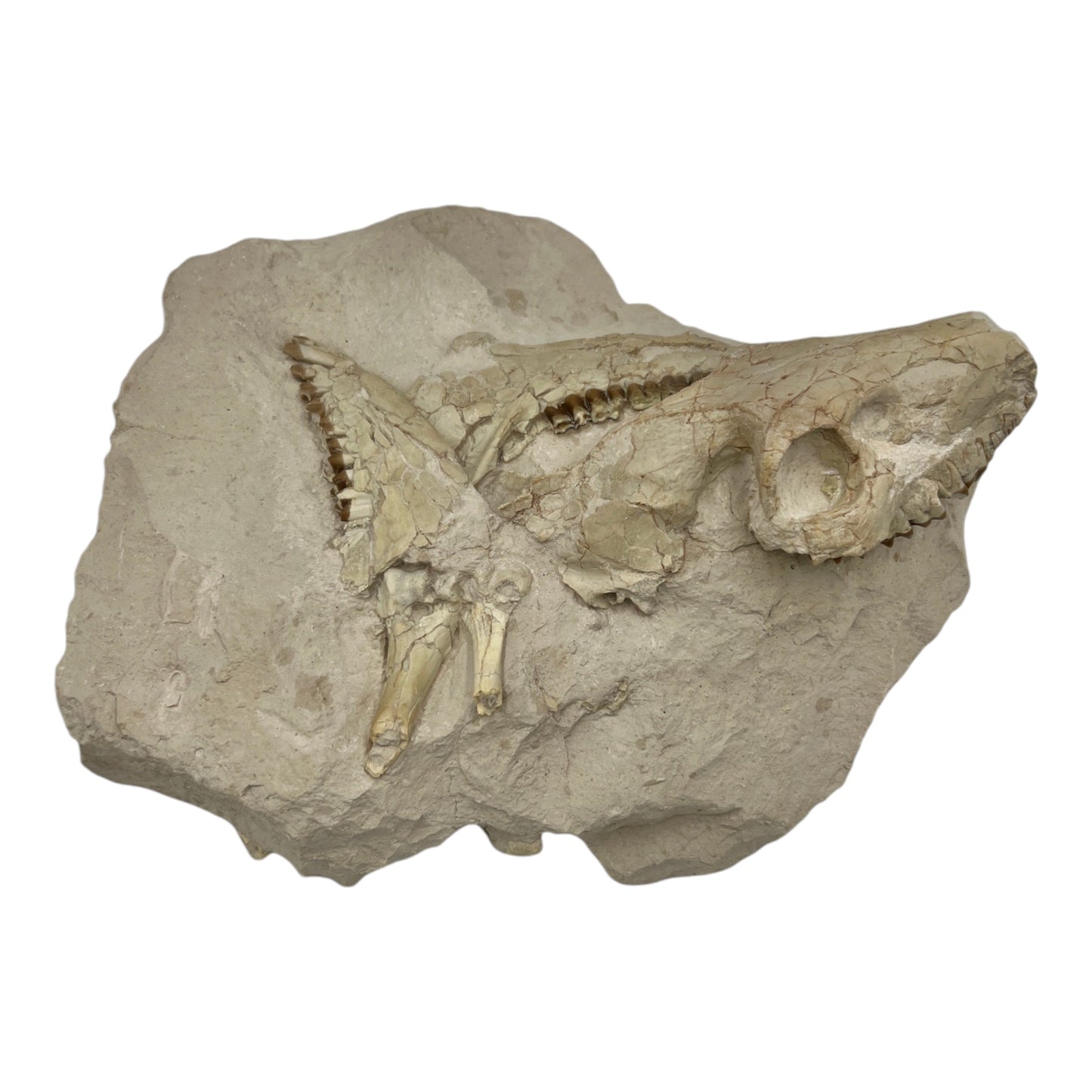 Fossil Oreodont