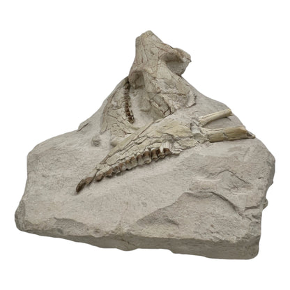 Fossil Oreodont