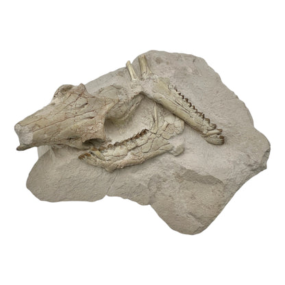 Fossil Oreodont