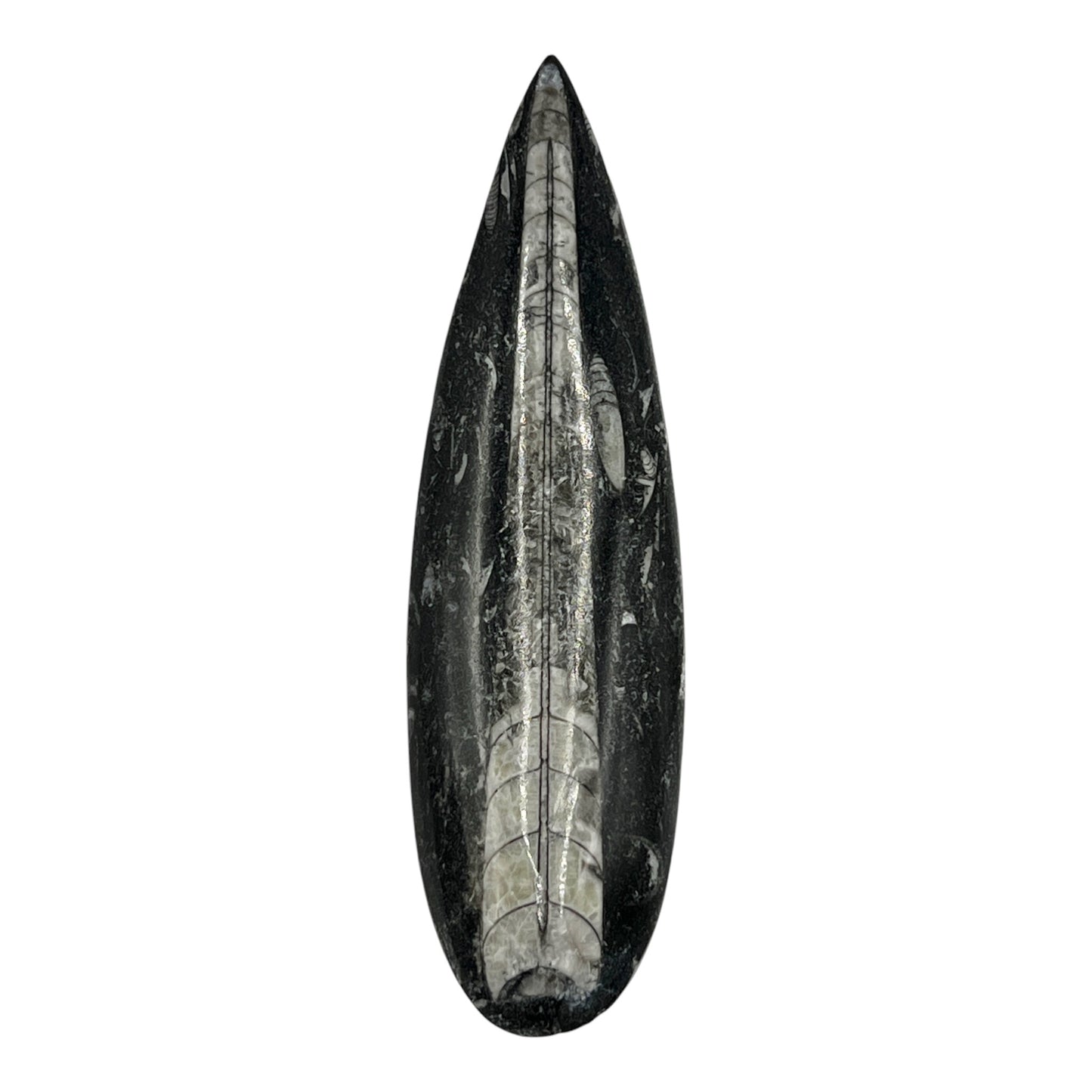 Orthoceras (7" Polished)