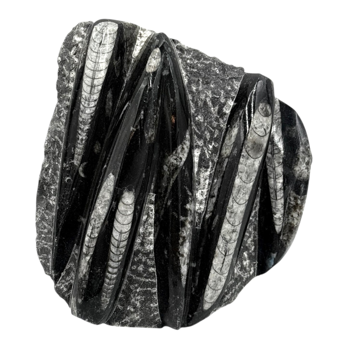 Orthoceras Fossil Plate