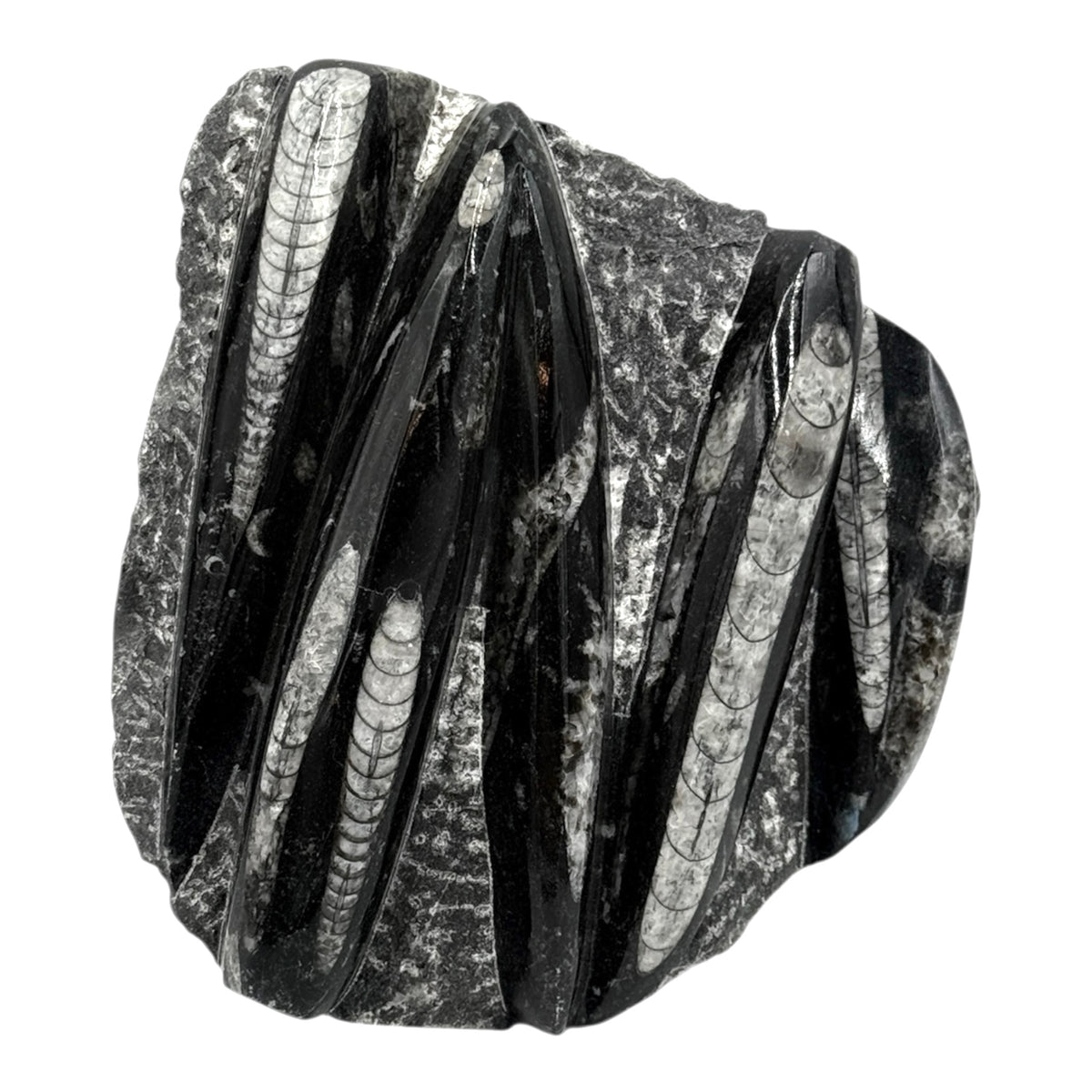 Orthoceras Fossil Plate