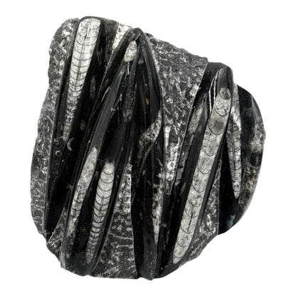 Orthoceras Fossil Plate