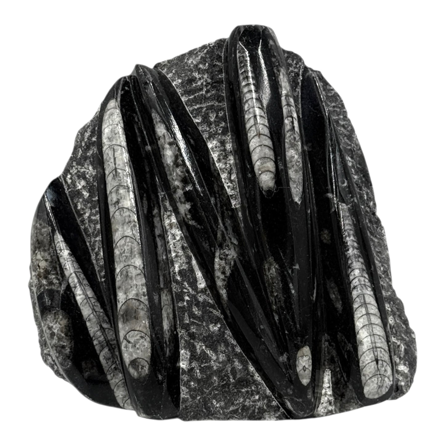 Orthoceras Fossil Plate