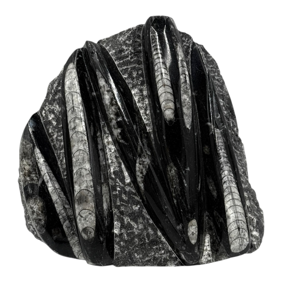 Orthoceras Fossil Plate