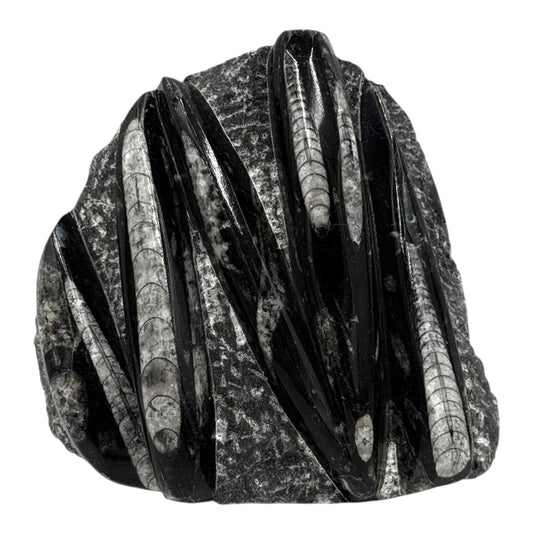 Orthoceras Fossil Plate