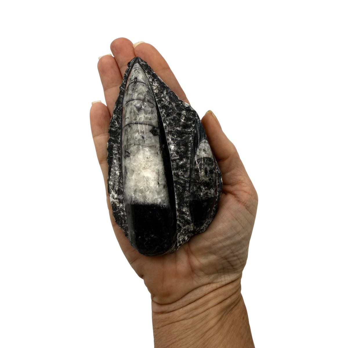 Orthoceras Fossil Plate