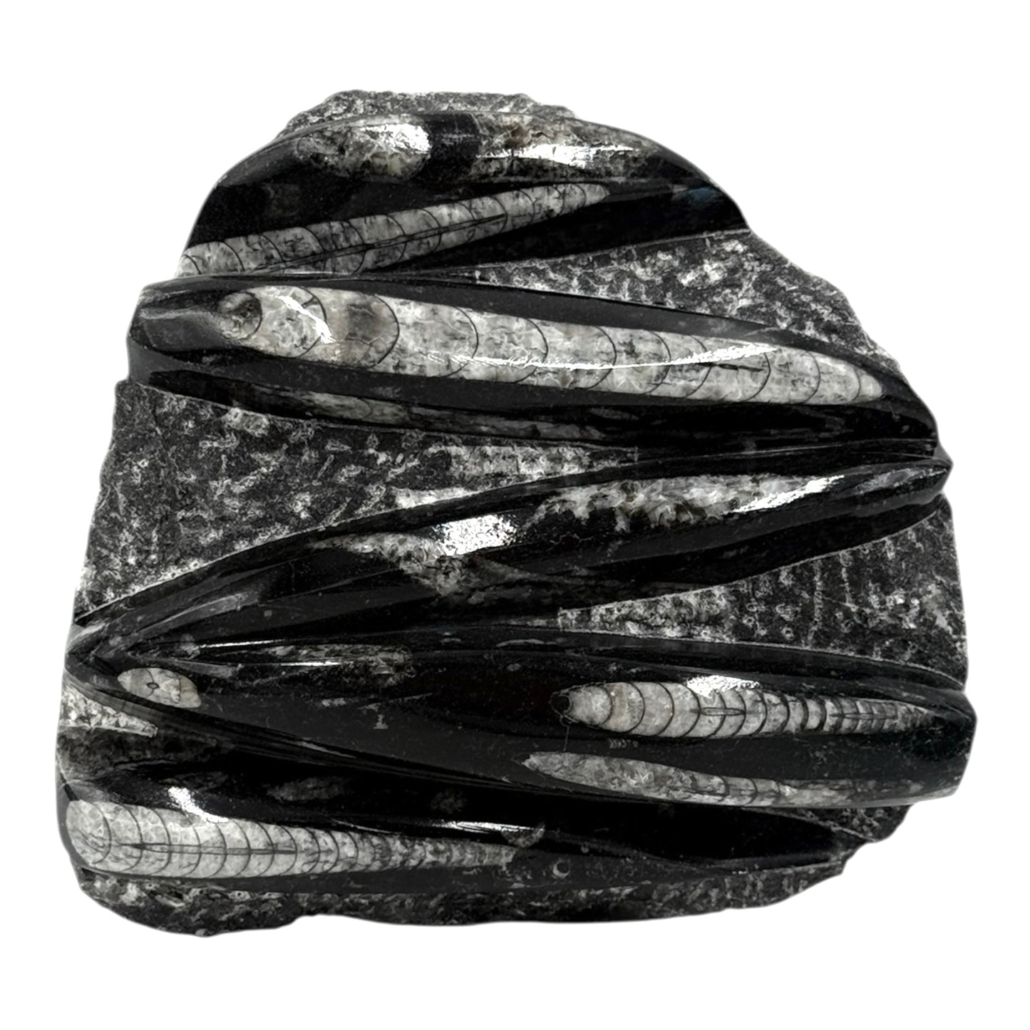 Orthoceras Fossil Plate