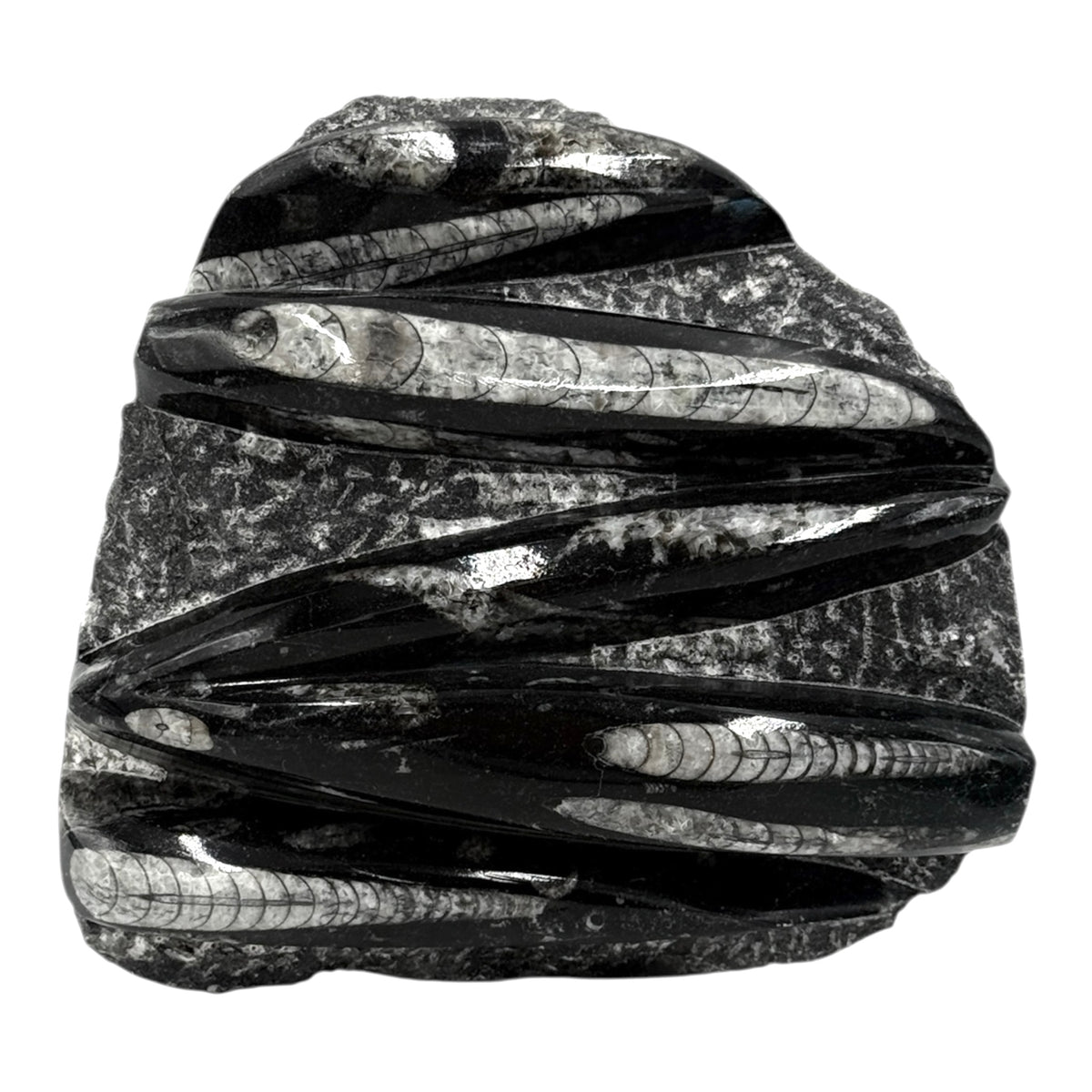 Orthoceras Fossil Plate