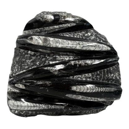 Orthoceras Fossil Plate