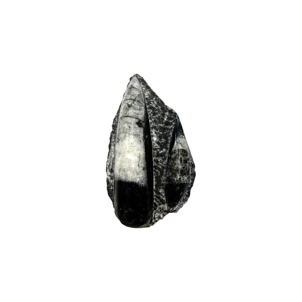 Orthoceras Fossil Plate