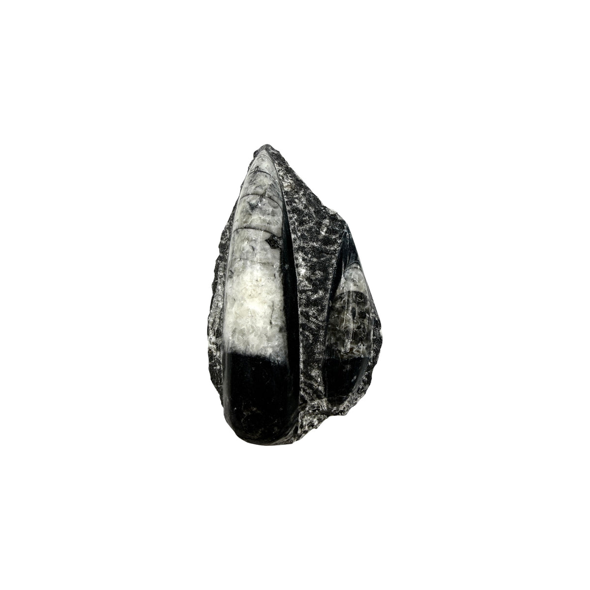 Orthoceras Fossil Plate