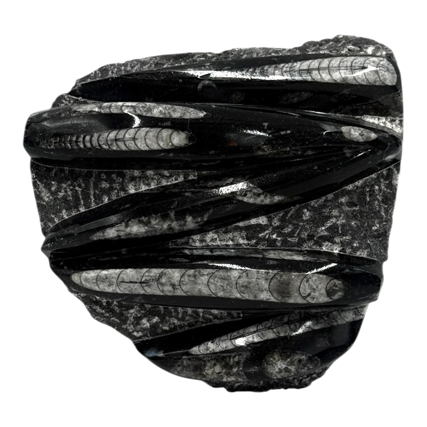 Orthoceras Fossil Plate