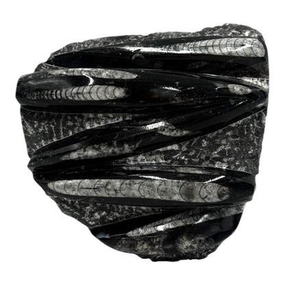 Orthoceras Fossil Plate